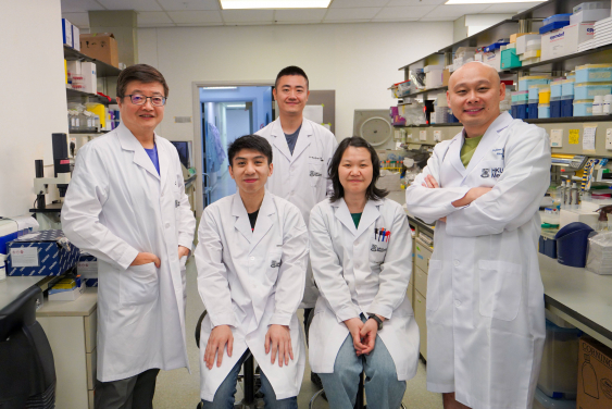 A research team led by Professor Chu Hin (first right) and Professor Chen Zhiwei (first left) has discovered that inhibiting the BRD9 protein can effectively reactivate latent HIV-1. When used in combination with other drugs, this approach exhibits significant synergistic effects, offering new hope for the development of novel treatment regimens for HIV-1 cure.
 